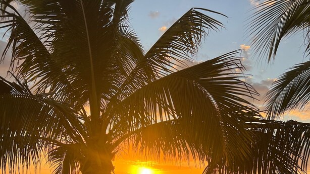 Escena de playa con una palmera en primer plano, un atardecer al fondo y sombrillas y tumbonas.