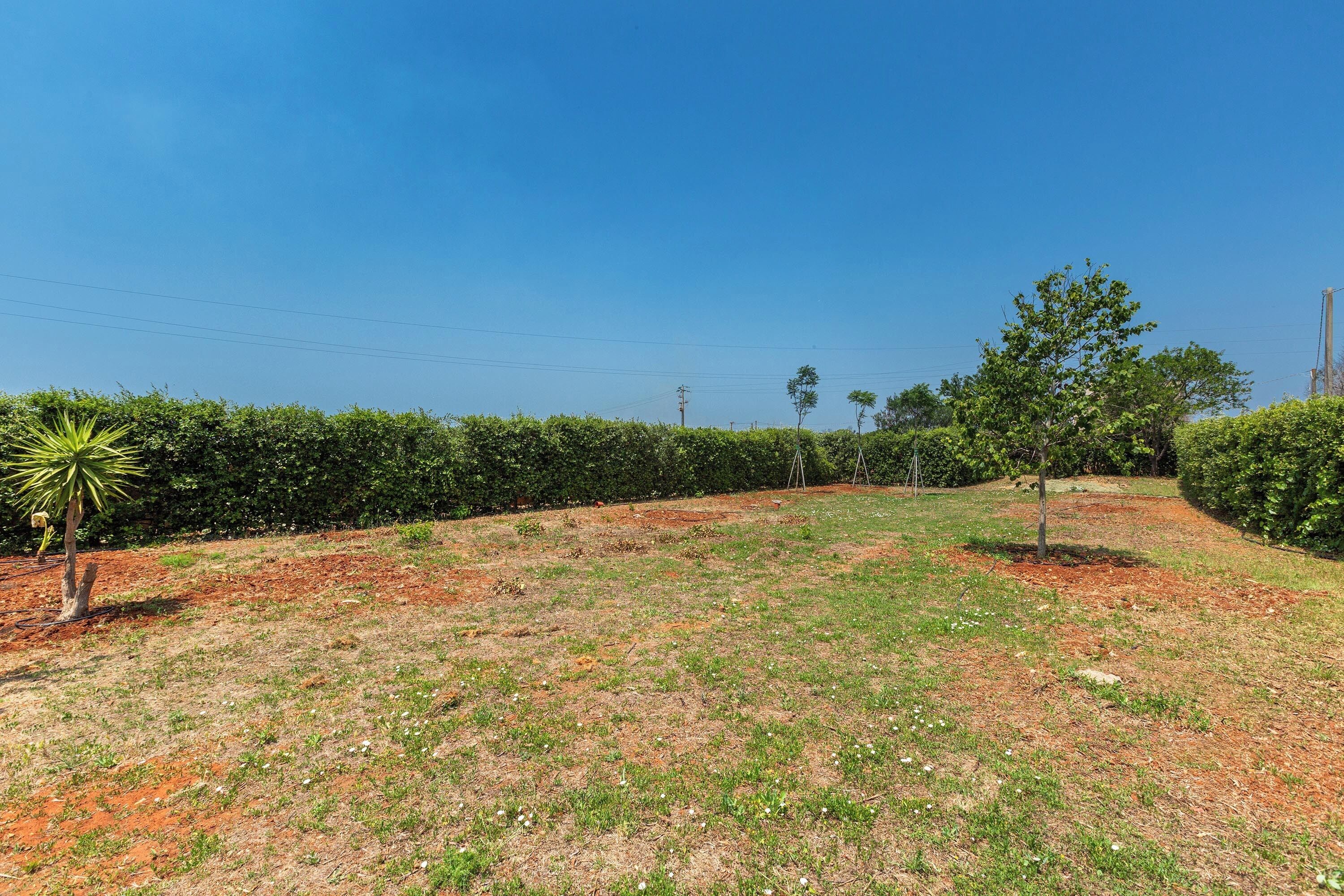 A landscaped outdoor area with a grassy slope, a small tree, and a hedge.
