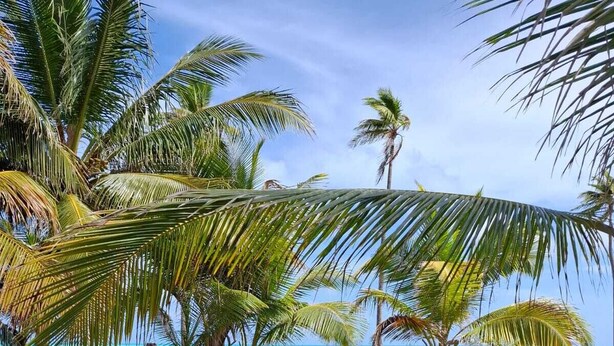 Una playa tropical con palmeras y una vista despejada del océano.