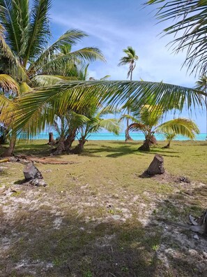 A tropical beach with palm trees and a clear view of the ocean. - Alvira's Place (Little Creek)