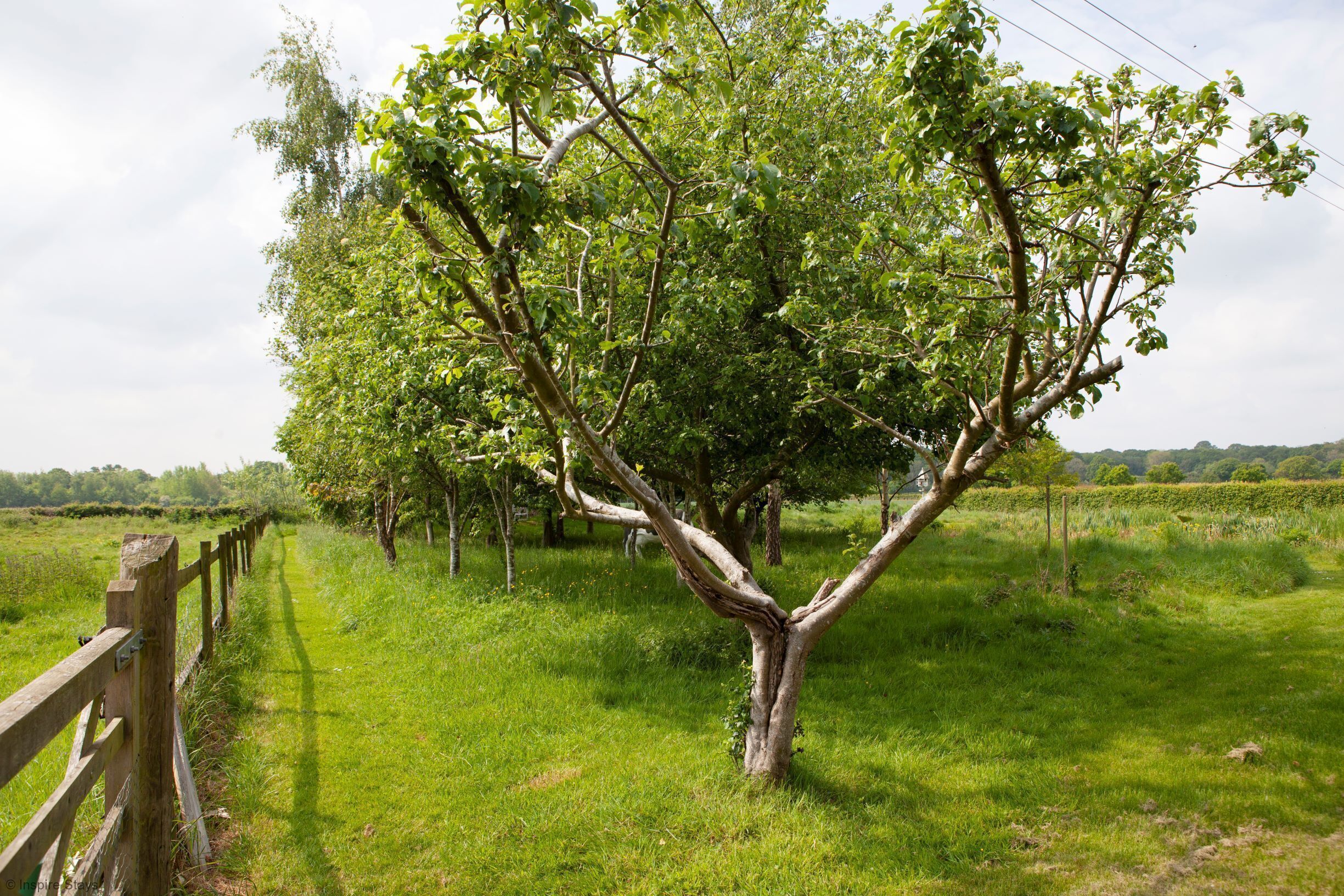 A tree-lined path with a wooden fence on one side.