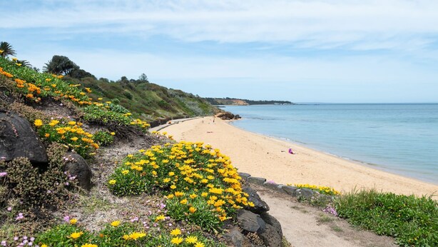 A beach with yellow flowers and a clear view of the ocean.