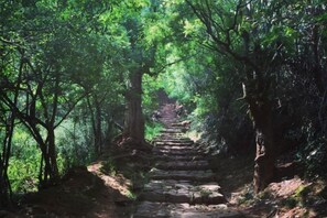 A stone staircase surrounded by dense green foliage.