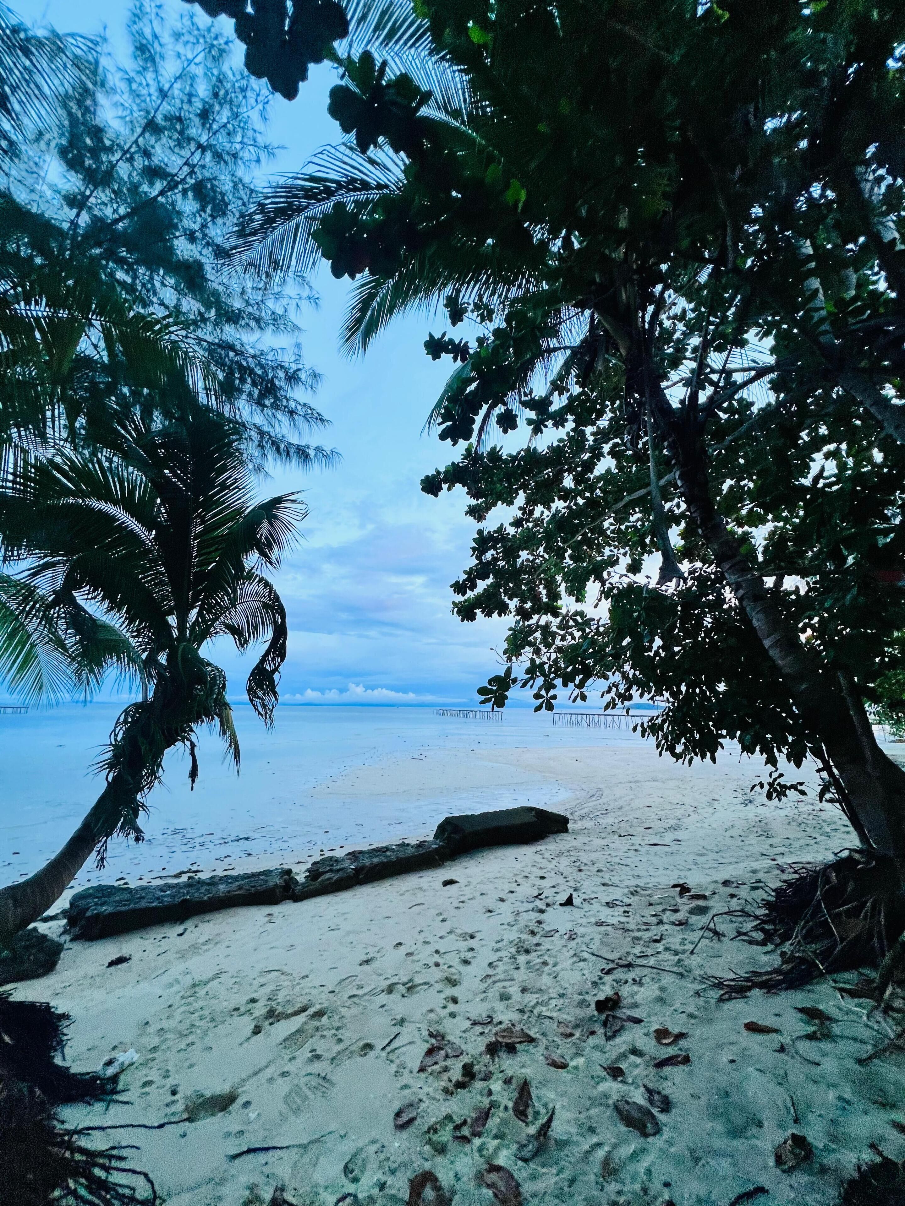 Une plage bordée de palmiers, offrant une vue dégagée sur l’océan.