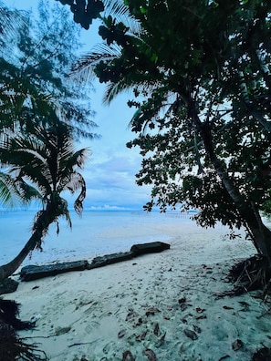 A beach with palm trees and a clear view of the ocean.