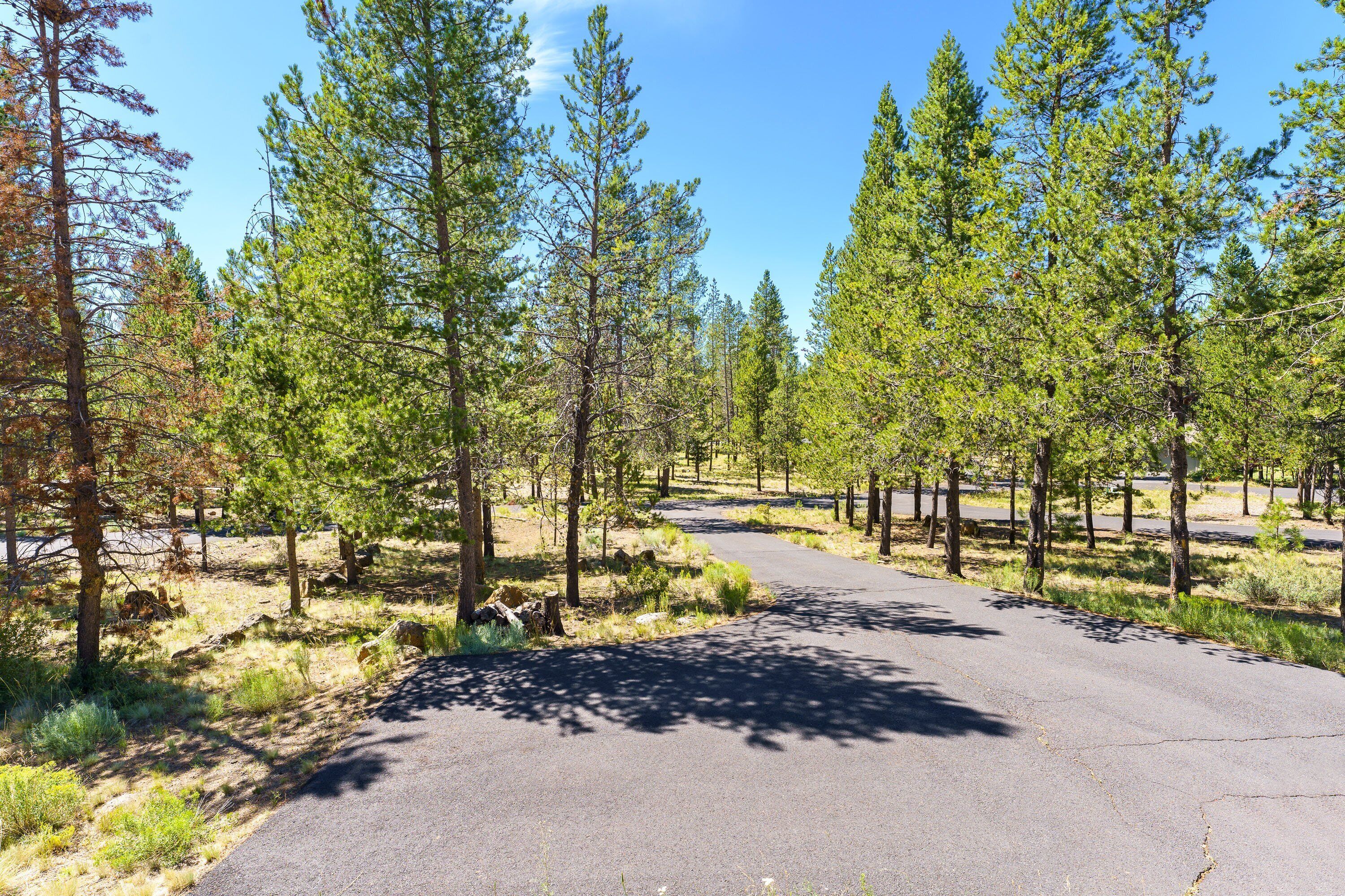 A paved road winding through a forest with tall pine trees.