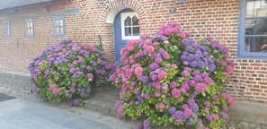 Un bâtiment en briques avec une porte bleue et des fenêtres, ainsi que deux grands arbustes aux fleurs violettes et roses.