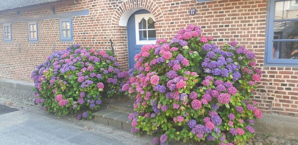 A brick building with a blue door and windows, and two large bushes with purple and pink flowers.