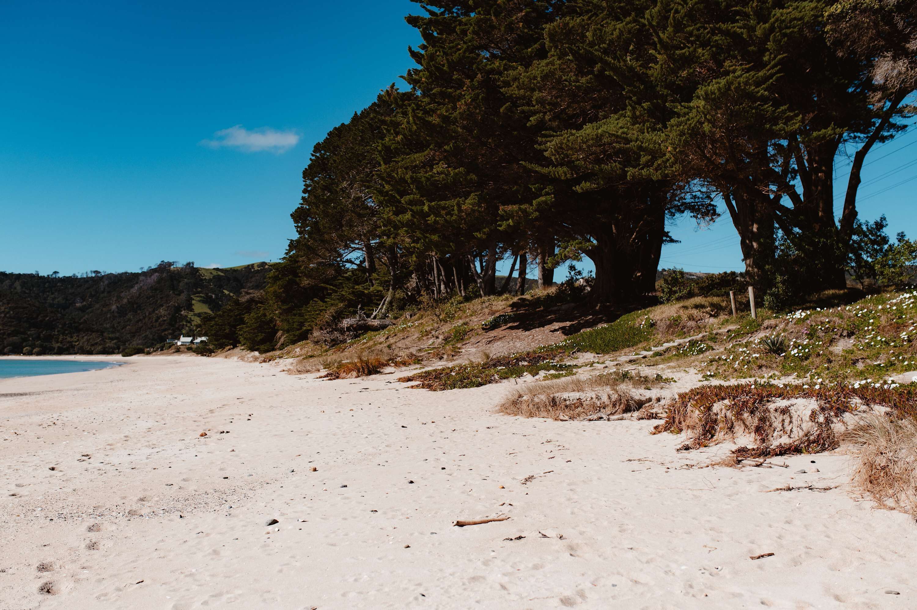 Ein Strand mit weißem Sand, ein großer Baum und ein klarer, blauer Himmel.