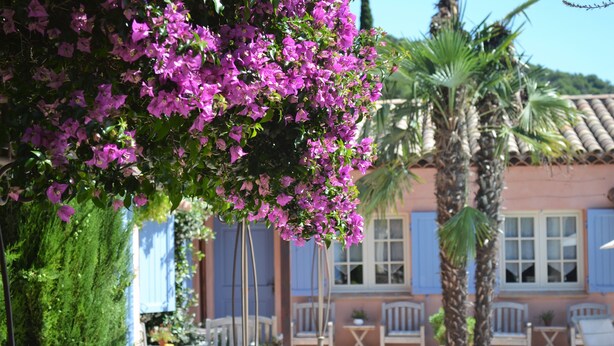 A pool area with lounge chairs, a palm tree, and a building with blue shutters. - le Mas des Cigales (Tourrettes-sur-Loup)