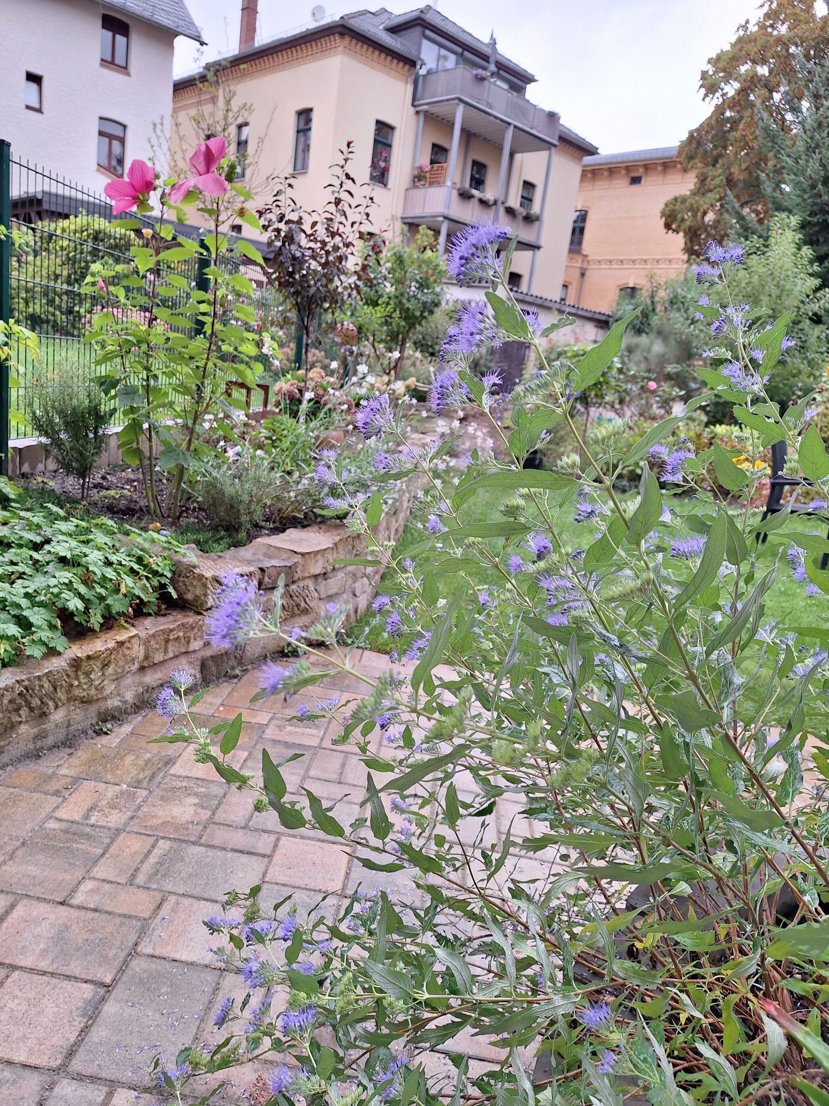 Un sendero en un jardín rodeado de edificios residenciales y con diversas plantas y flores.