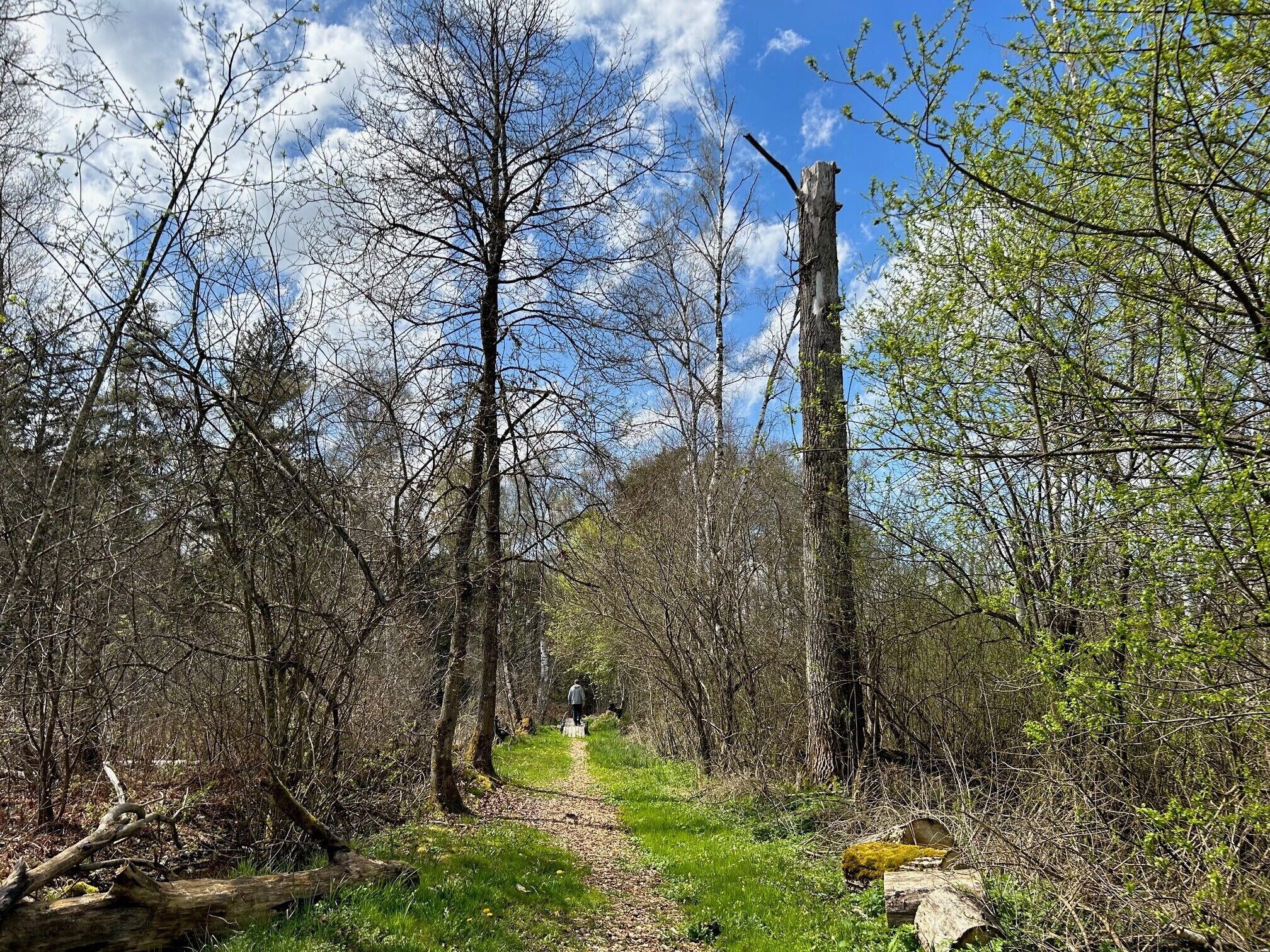 Uma trilha na floresta com árvores e céu claro.