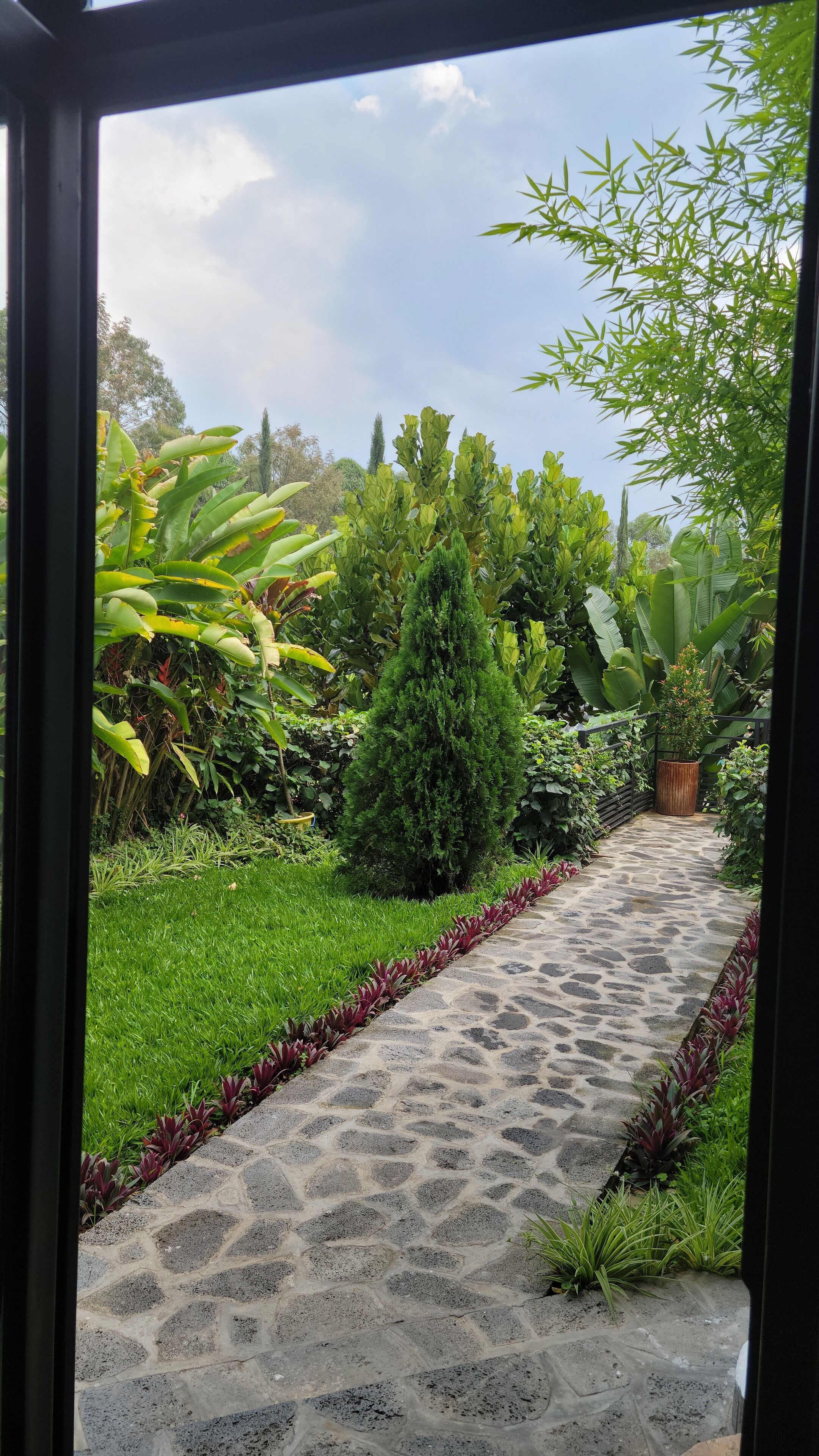 Un sendero en un jardín con diversas plantas y un árbol pequeño.