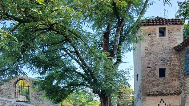 An outdoor courtyard with a tree, stone buildings, and a gravel path. - A Magnagnerie in Provence (Bouchet)