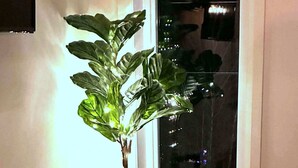 A corner with a potted plant, a window with a view of city lights, and a stack of firewood. - Spa & Breathtaking View | Le Dumont | Panorama (Saint-Philémon)