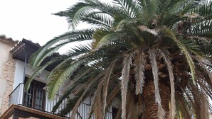 Ein Innenhof mit einer Palme, Blumentöpfen, Sitzgelegenheiten im Freien und einem Backsteinhaus mit Balkonen.