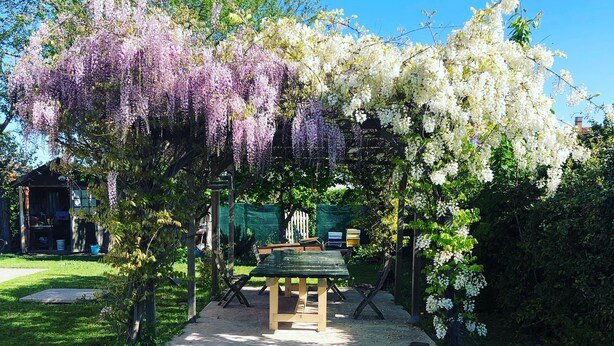 A garden with a wooden bench under a wisteria arch, surrounded by lush greenery and a clear blue sky. - Melloni Street (Dolo)