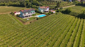A vineyard with rows of grapevines and two large houses with a swimming pool.