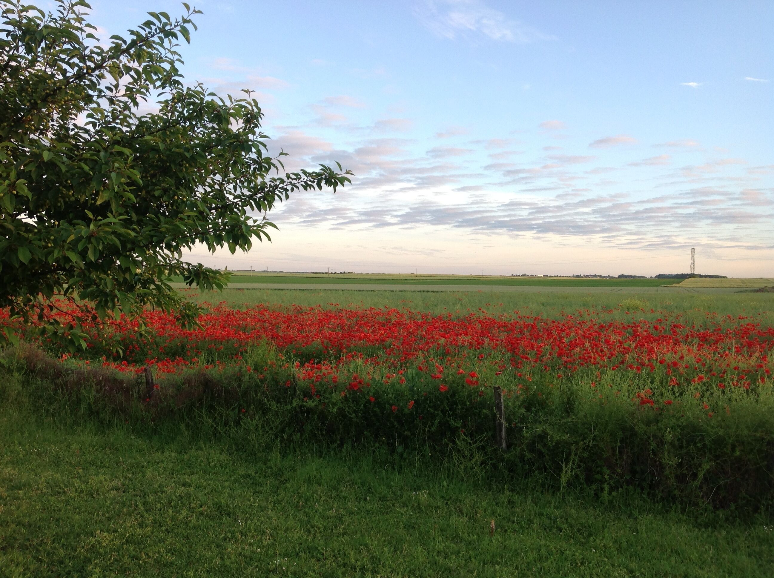 Een veld met rode klaprozen, een boom aan de linkerkant en een elektriciteitspaal in de verte.