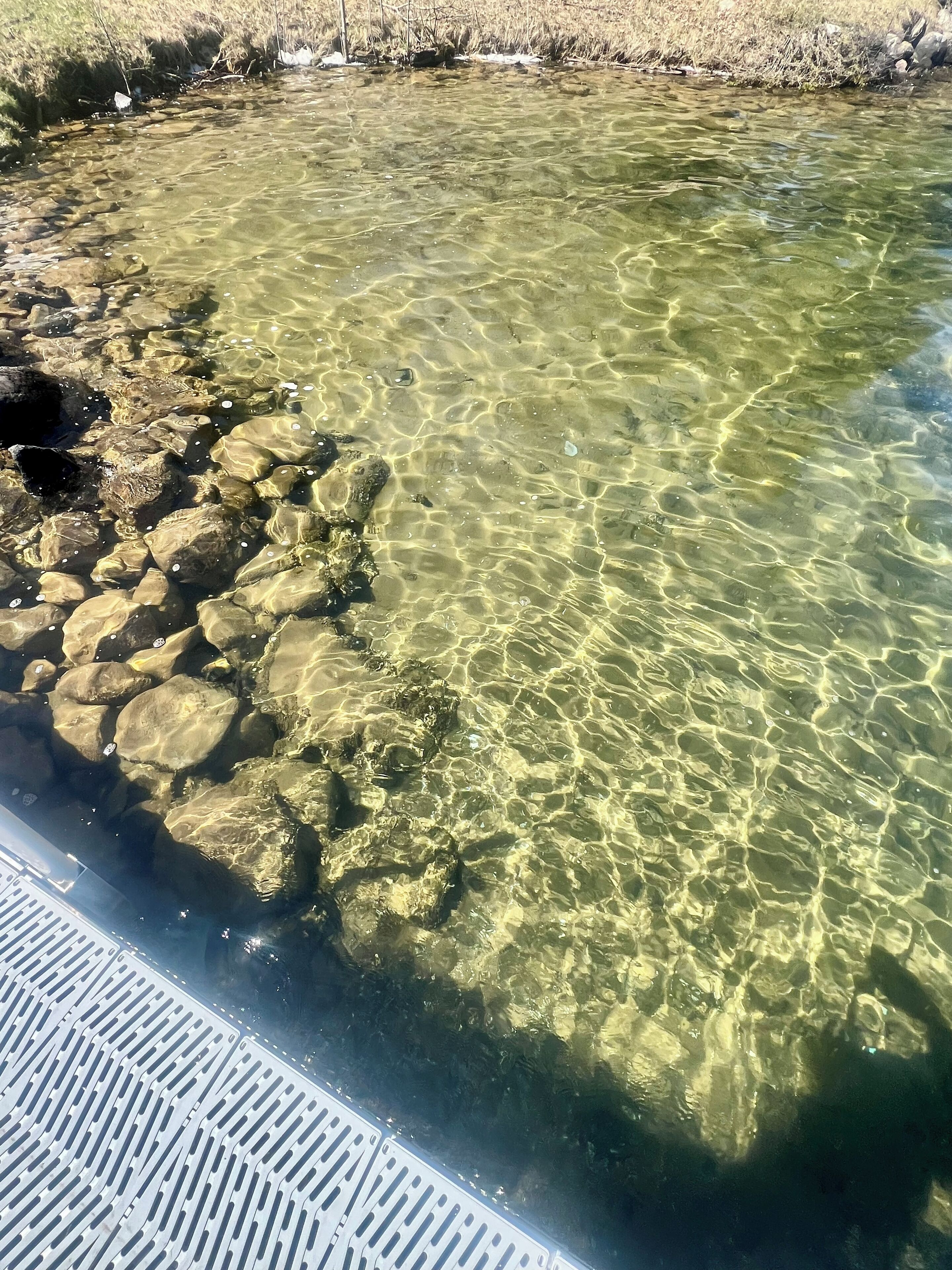 A clear view of a shallow water body with rocks at the edge, likely a pond or small stream.