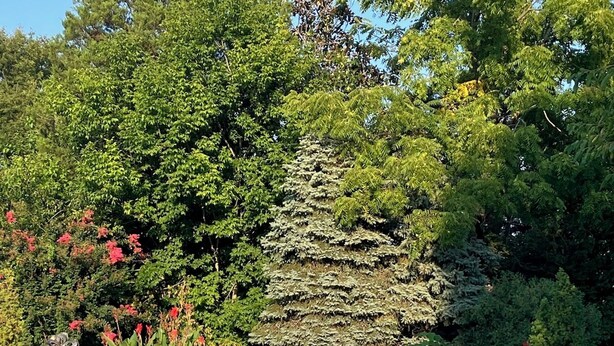En swimmingpool omgivet af frodig vegetation og forskellige planter.