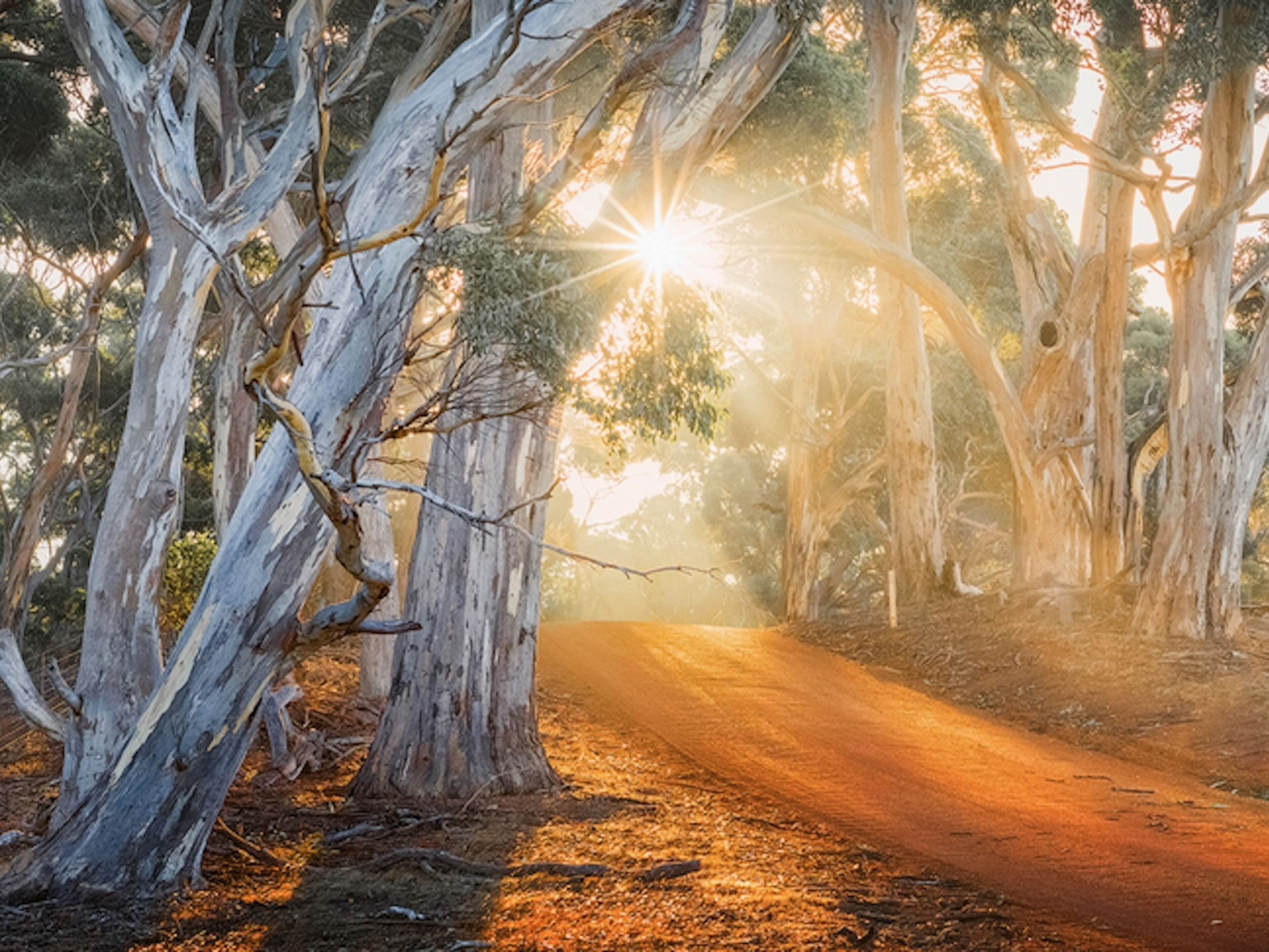 A dirt road flanked by eucalyptus trees with sunlight filtering through the branches.
