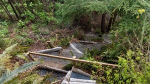 A wooden staircase leading up to a forested area with dense vegetation and a natural setting.