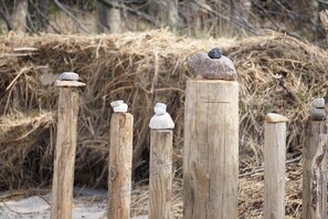 Miscellaneous - Wonderful vacation apartment in the Baltic seaside resort of Nienhagen, centrally and quietly located and close to the beach. (Ostseebad Nienhagen)