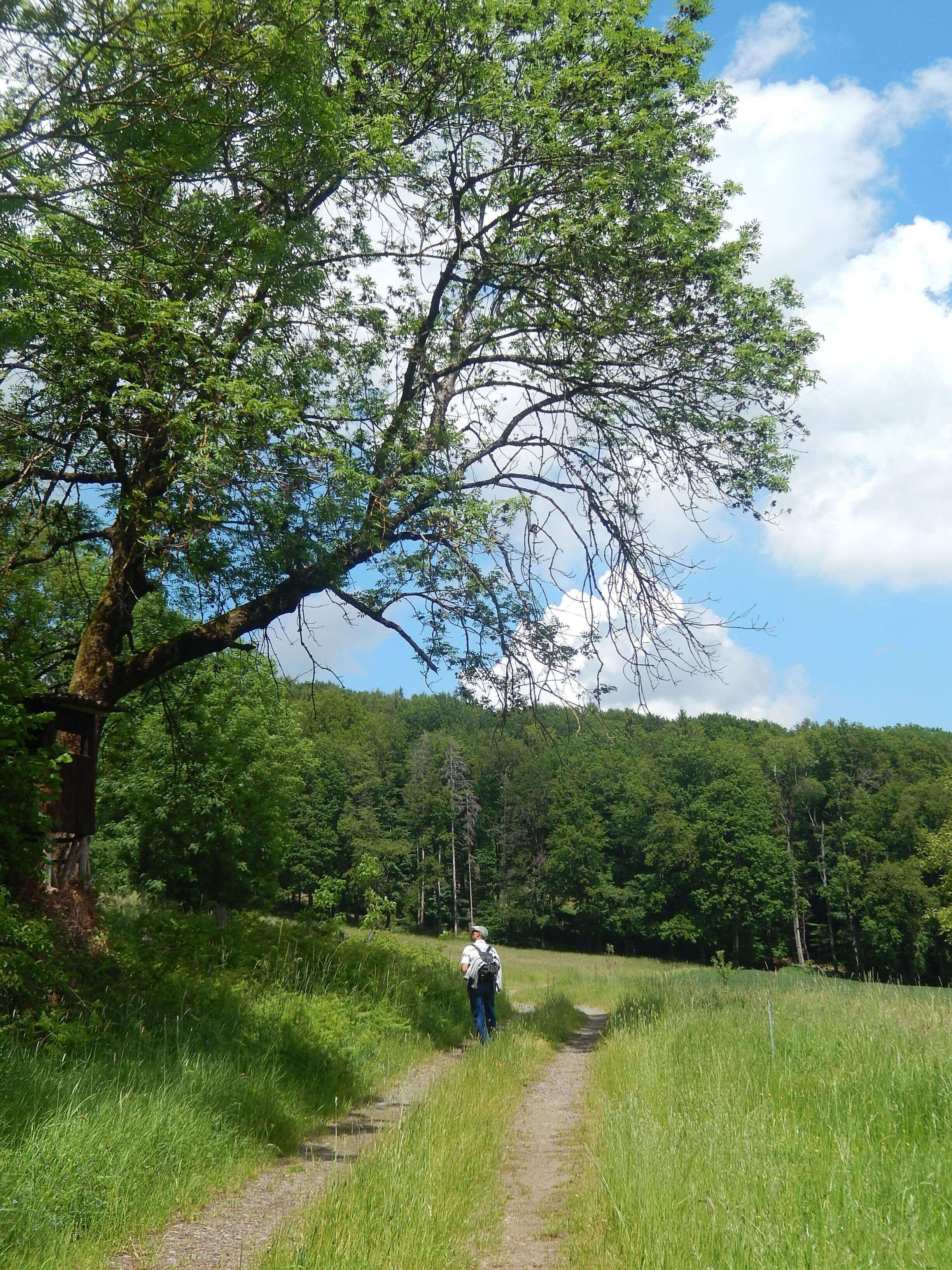 Eine Person geht auf einem Feldweg durch ein bewaldetes Gebiet, links steht ein großer Baum.