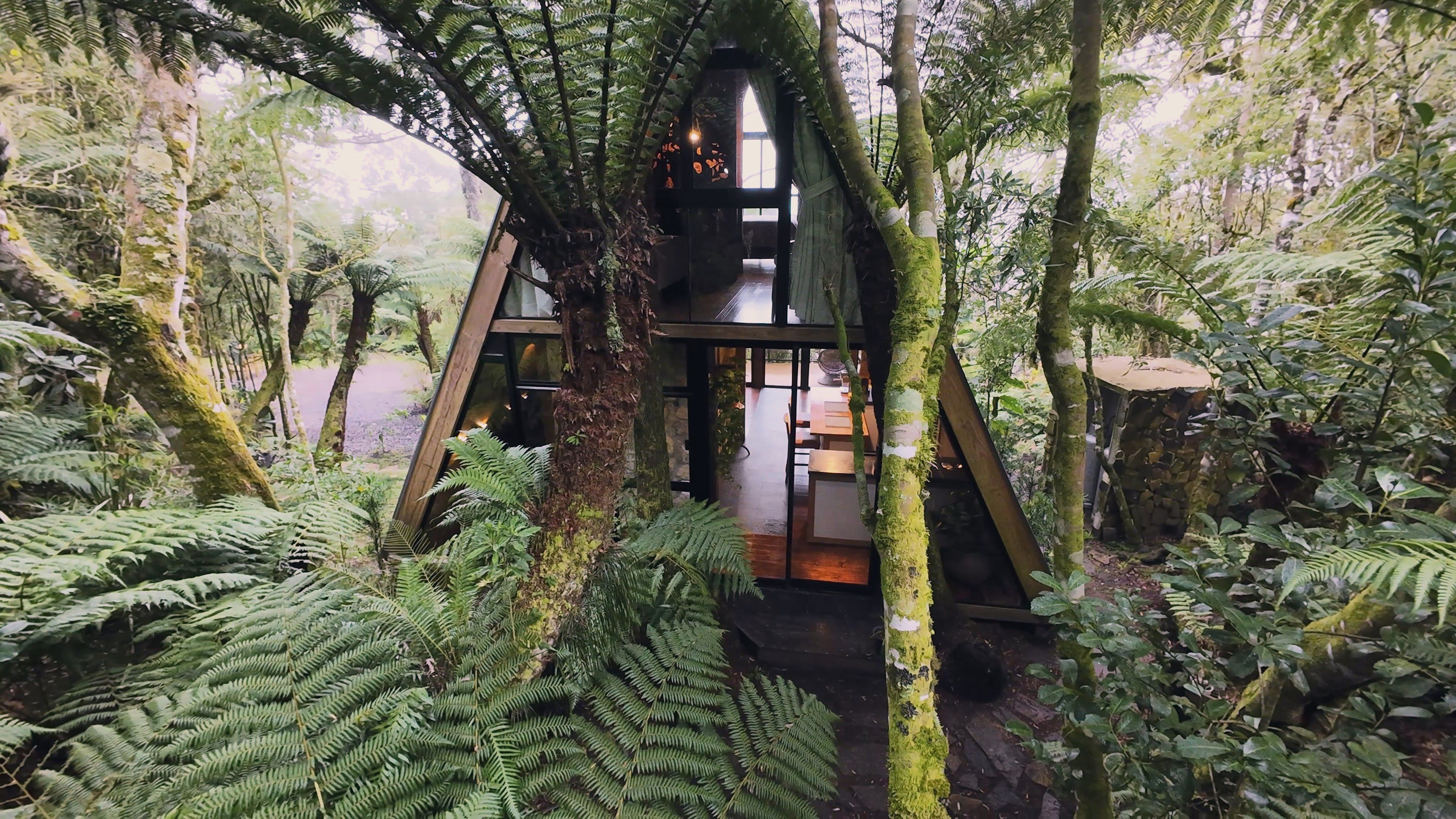 Uma casa na árvore com interior de madeira, rodeada por samambaias e árvores densas.