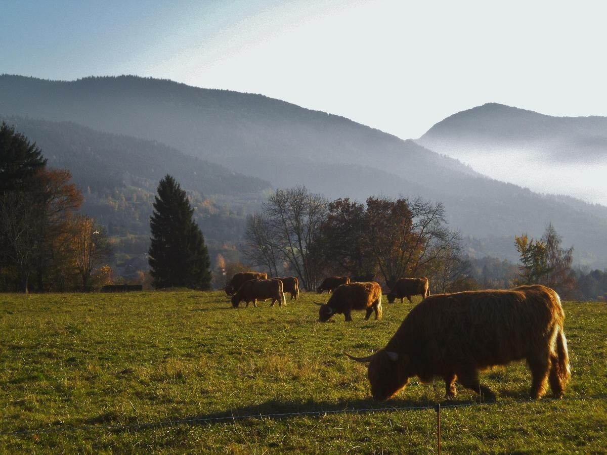 A pastoral scene with grazing cattle in a field, surrounded by trees and hills in the background.