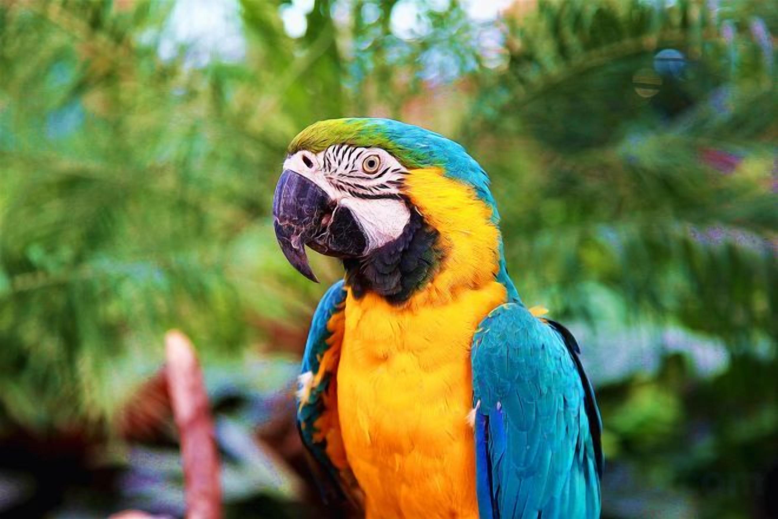 A parrot with blue and yellow feathers.