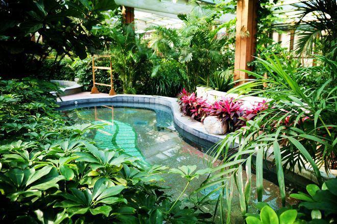 Una piscina rodeada de abundante vegetación y una terraza de madera.