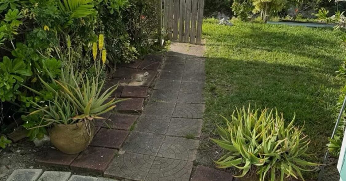 Un chemin de jardin bordé de plantes en pot et délimité par une clôture en bois.