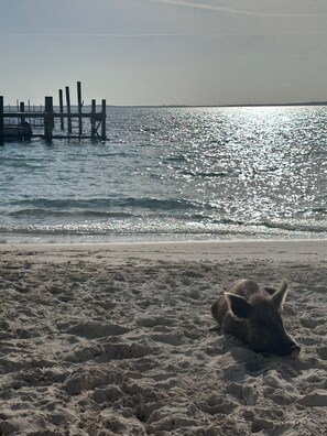 بالقرب من الشاطئ، كراسي للتشمس، مناشف للشاطئ