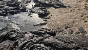 A rocky beach with clear water, palm trees, and a distant view of the ocean.