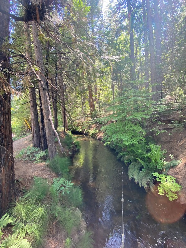 Un área boscosa con un arroyo cristalino, rodeada de altos árboles y densa maleza.