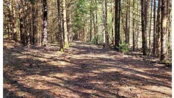 Un sendero en el bosque bordeado de árboles altos y un cielo despejado.