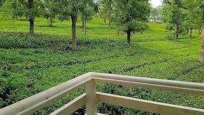 Vista de una plantación de té con hileras de plantas de té y árboles.