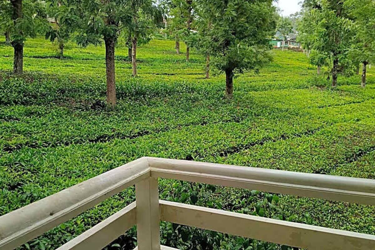 Vista de una plantación de té con hileras de plantas de té y árboles.