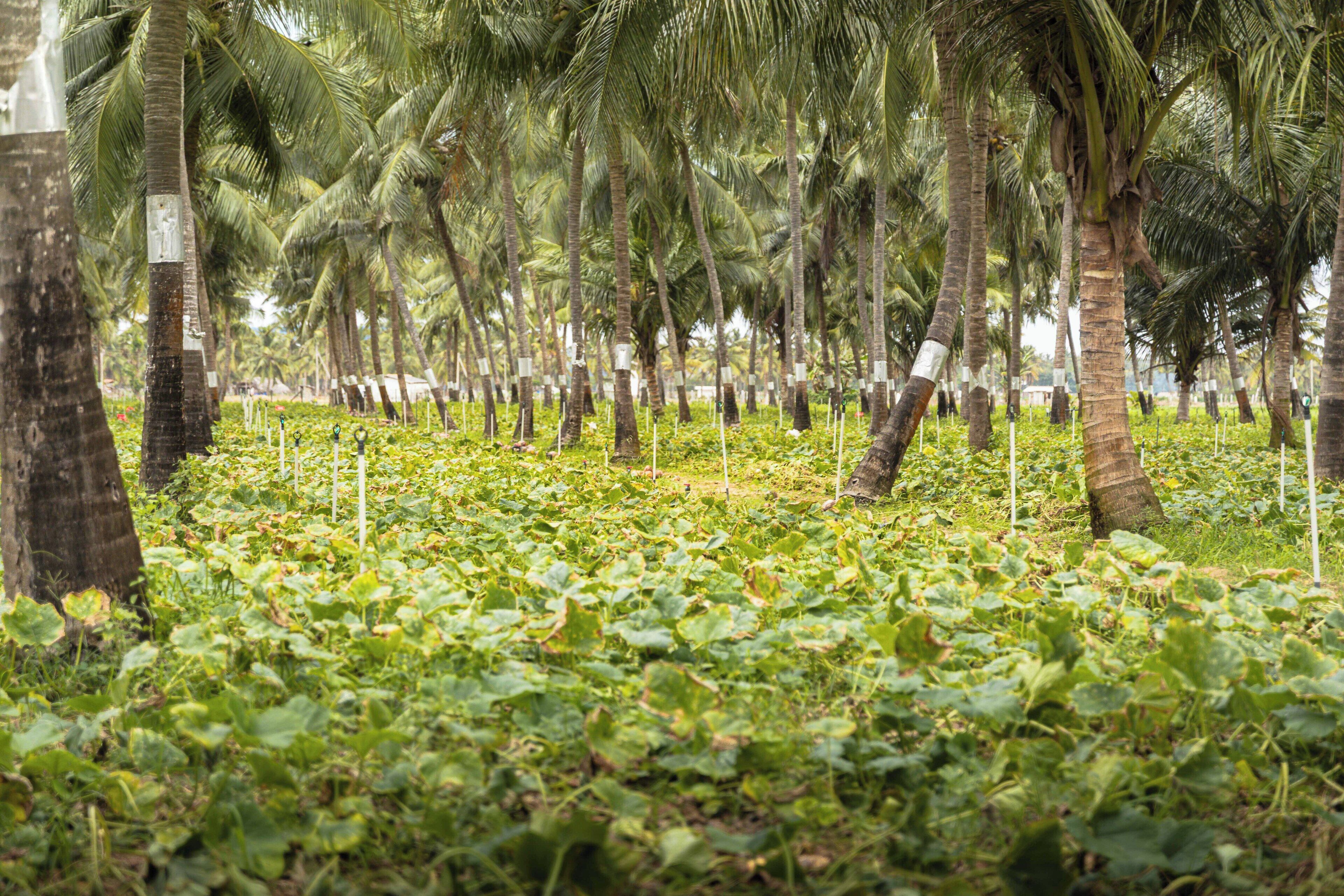 A row of palm trees with a field of green plants in the foreground.