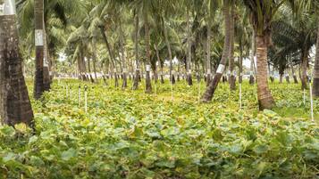 A row of palm trees with a field of green plants in the foreground.