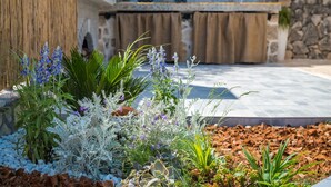 Un jardin avec différentes sortes de plantes et un mur de pierre en arrière-plan.