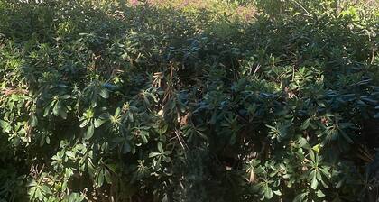 Bouganville Home Mondello