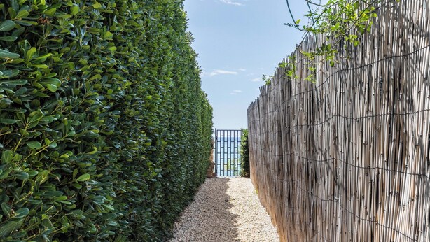 A narrow pathway flanked by a neatly trimmed hedge and a bamboo fence.