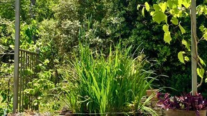 Une terrasse en bois avec un petit étang, entourée d’une végétation luxuriante et agrémentée de mangeoires à oiseaux suspendues.