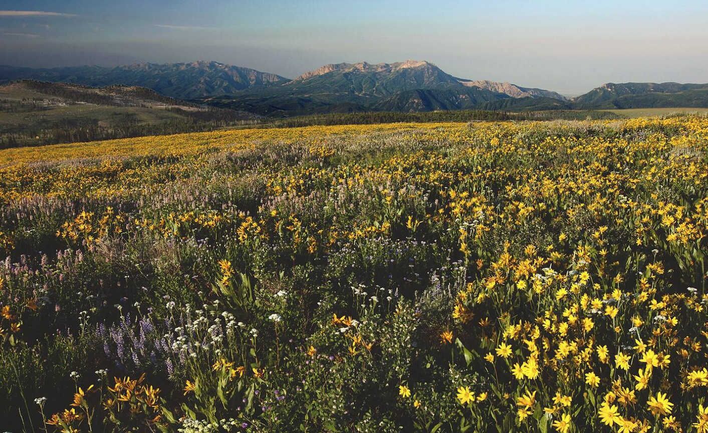 A field of yellow wildflowers with mountains in the background.