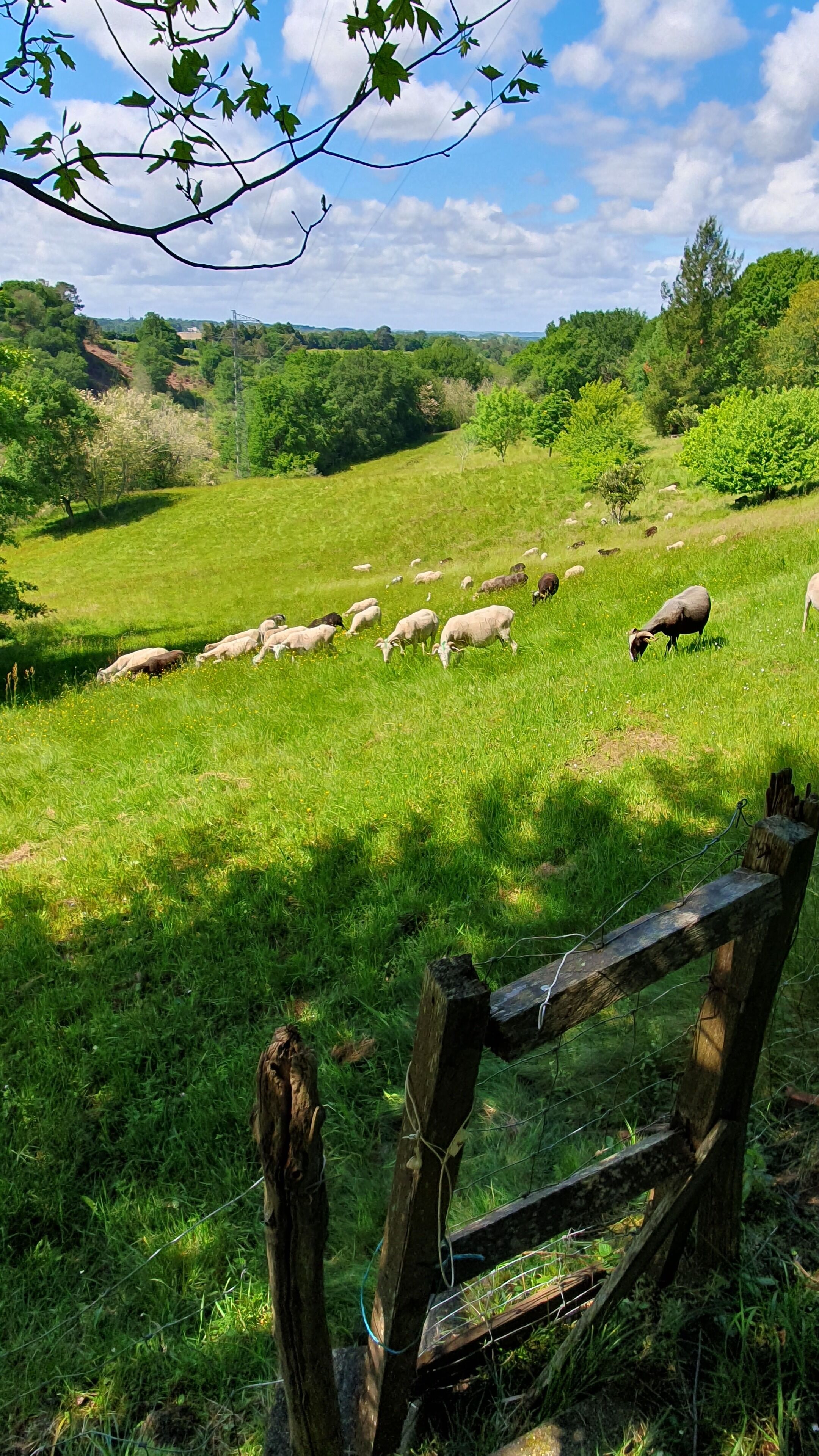 A grassy field with a wooden fence in the foreground and a herd of sheep grazing in the background.
