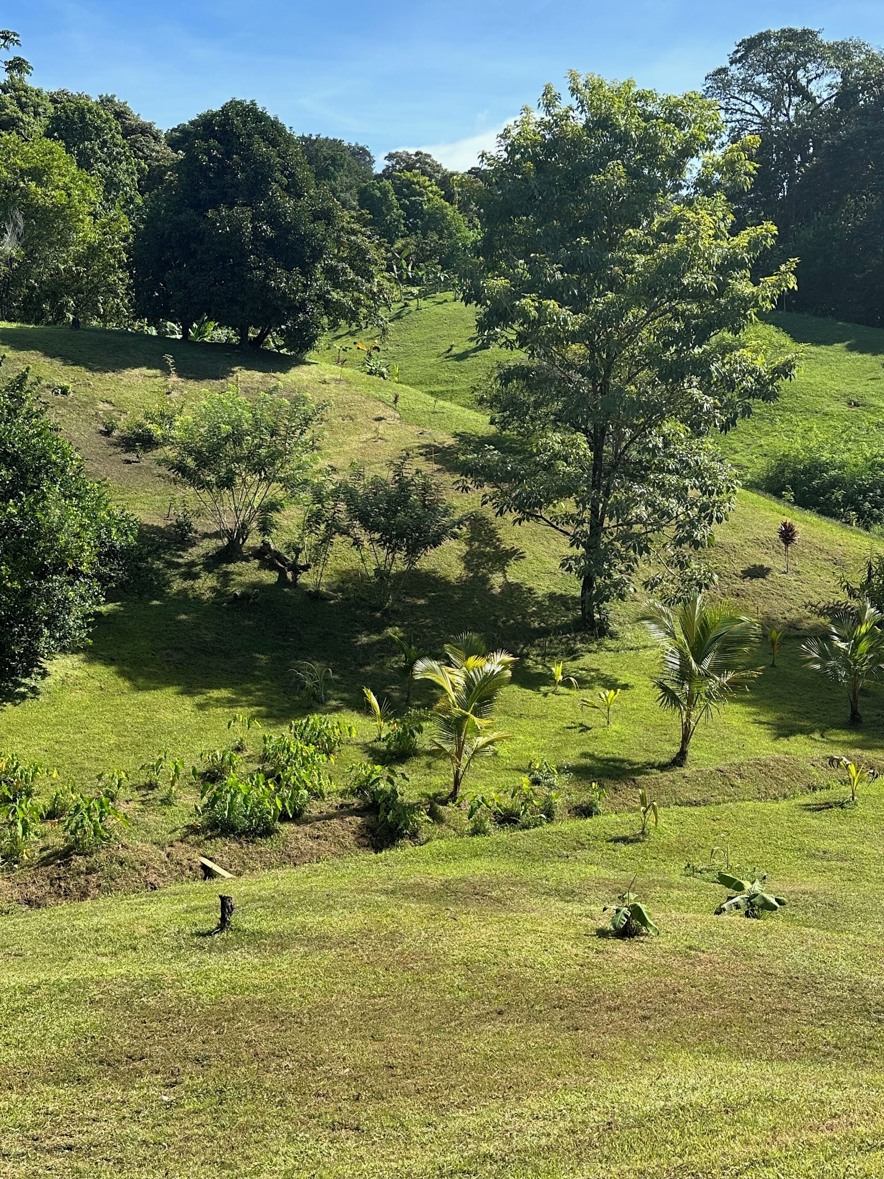 A grassy landscape with scattered trees and shrubs.