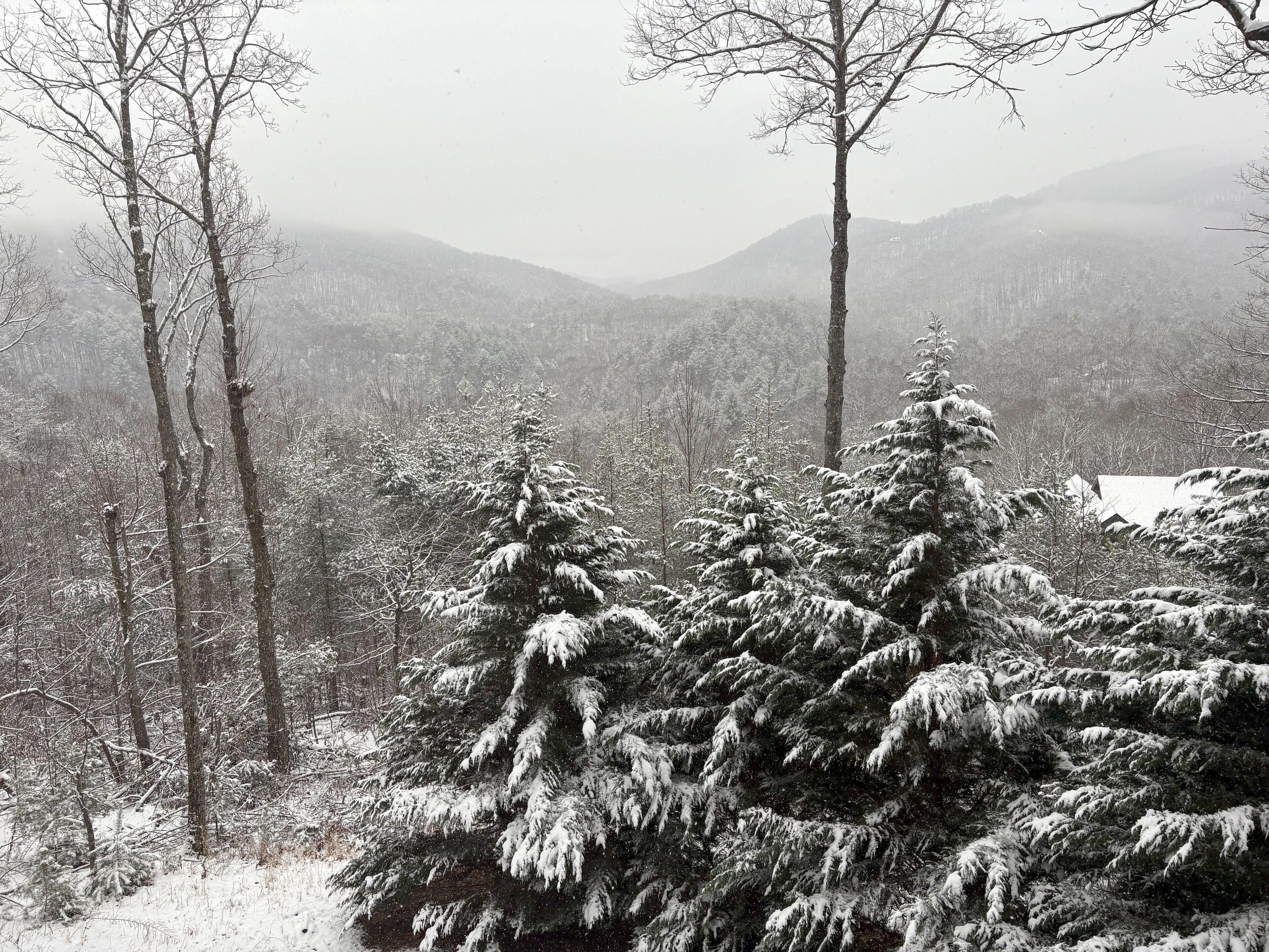 Un bosque nevado con árboles altos y una montaña al fondo.